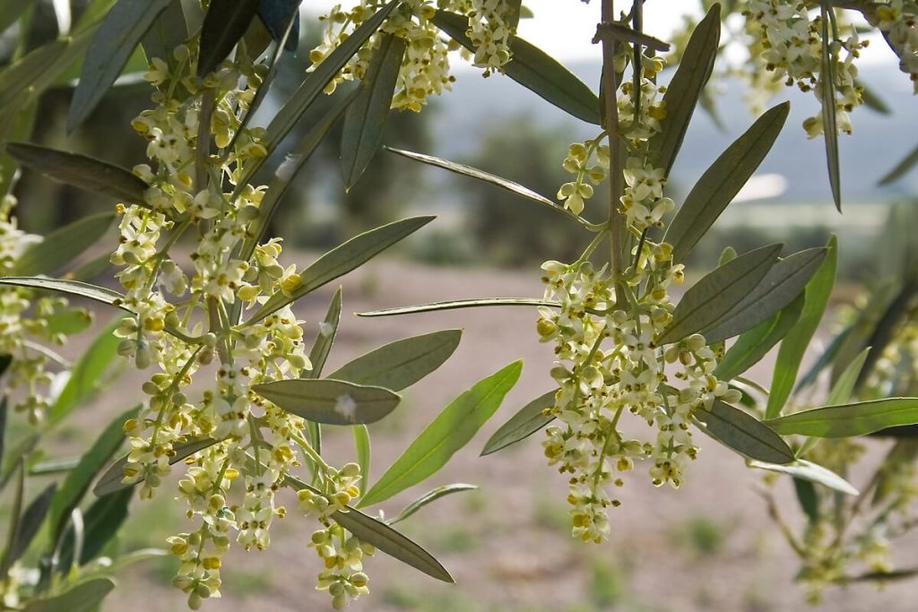 Fleurs et feuillage d'olivier