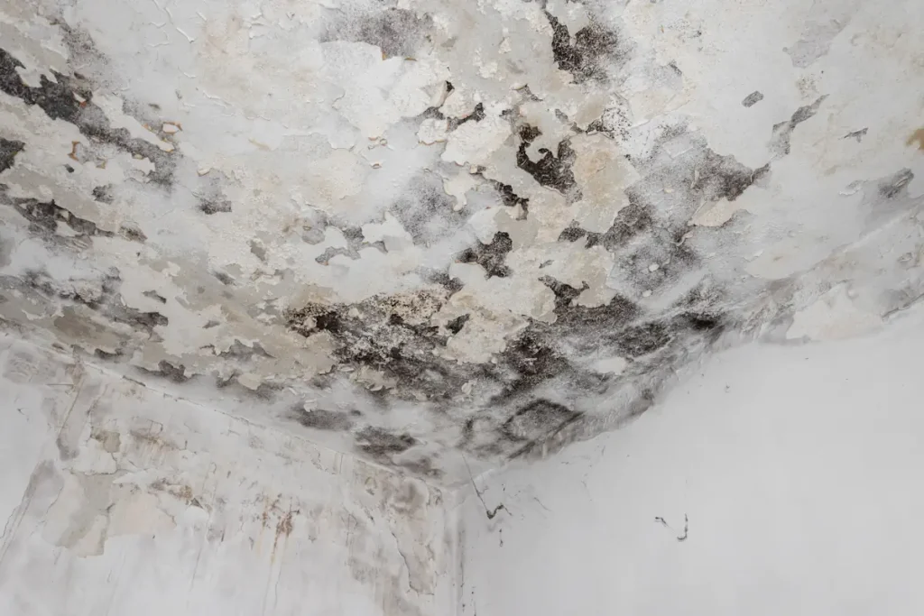 Traces de moisissures sur le plafond