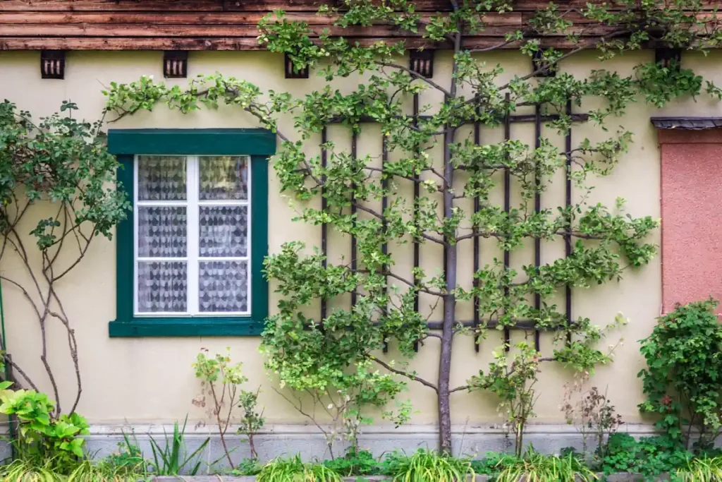 Une façade de maison avec une plante verte fixée avec un tréllis en bois