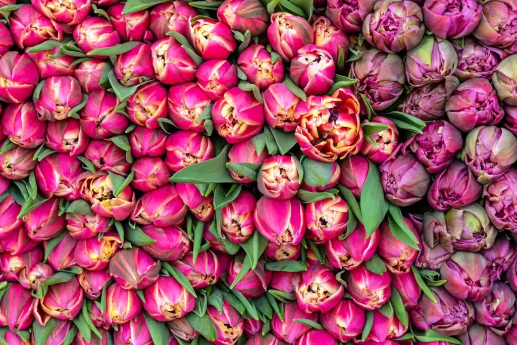 Des tulipes thaïlandaises