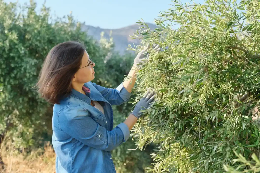 une femme qui s'occupe d'un olivier