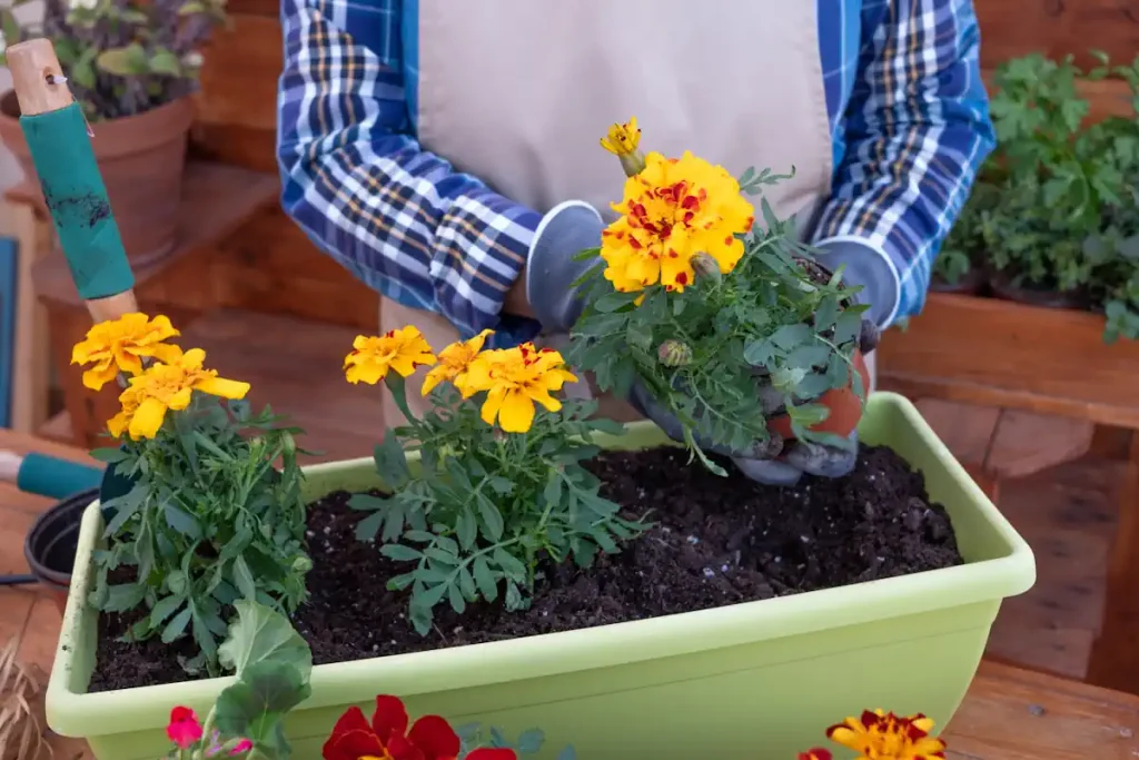 Une personne qui plante des fleurs jaunes dans une jardinière