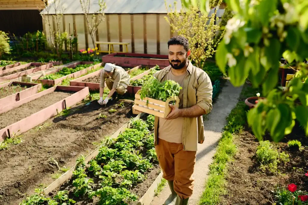 Un homme qui porte une caisse de plante aromatique avec une femme derrière lui qui s'occupe d'un potager