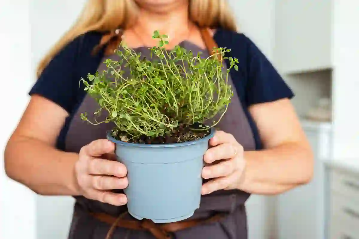 Une femme qui tient un pot de thym