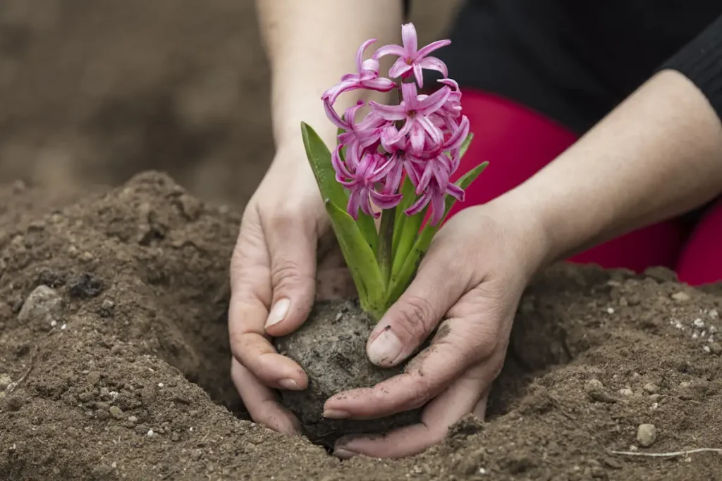 Une personne qui met une plante dans le sol