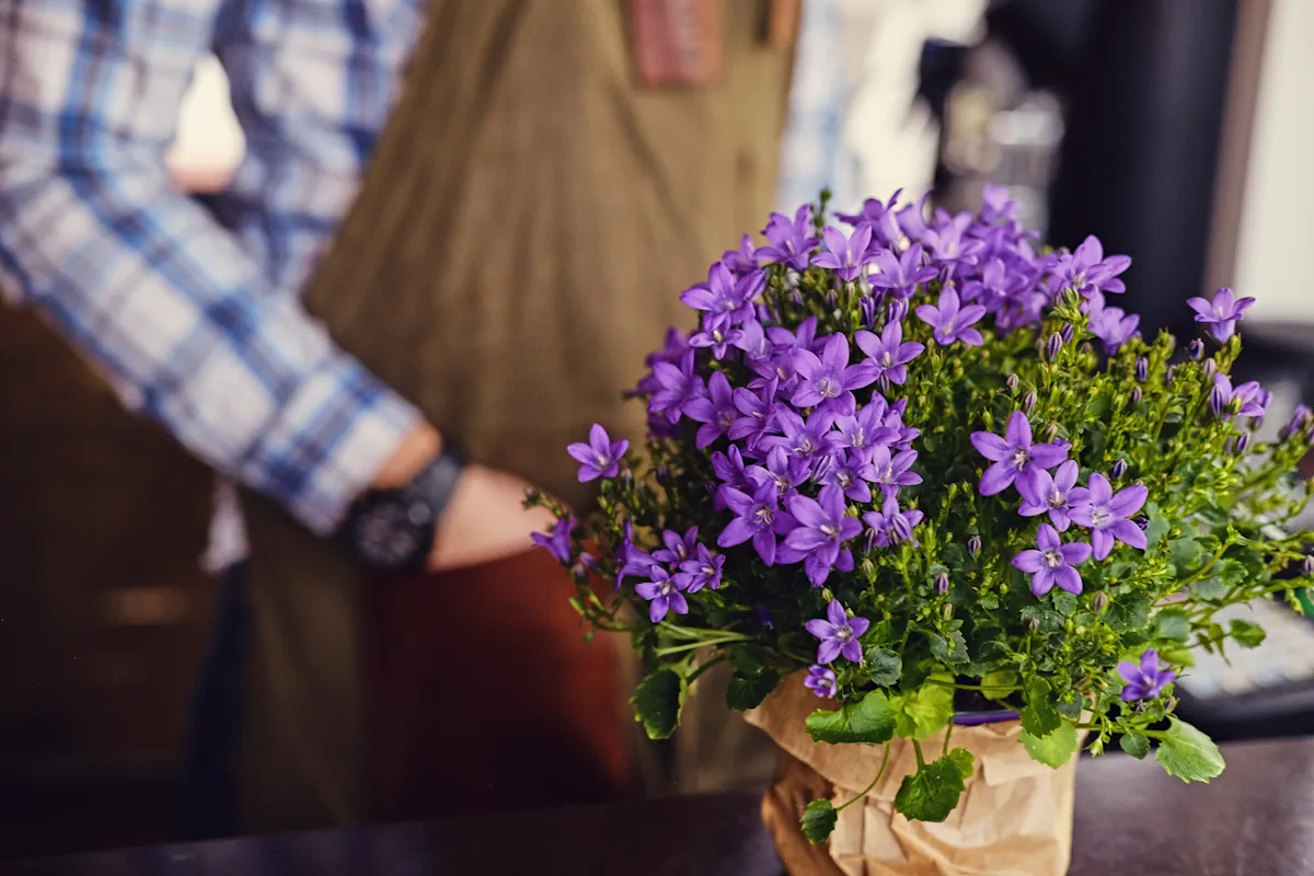 Une personne qui emballe un pot de fleurs avec des violettes à l'intérieur