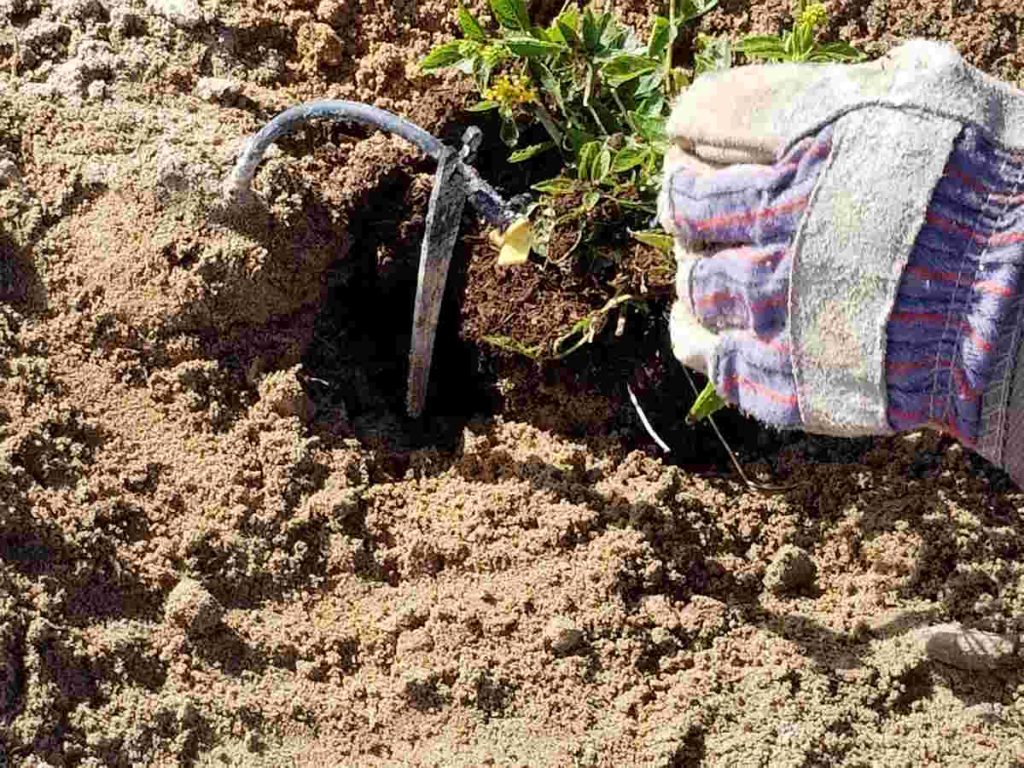 Une personne gantée qui creuse dans son jardin