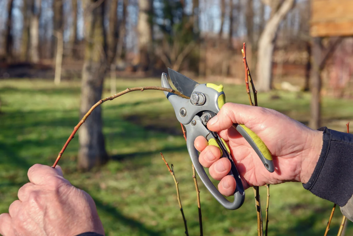 Un homme qui tient un sécateur pour vouper du bois mort