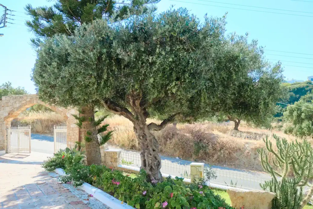 Un olivier dans un jardin
