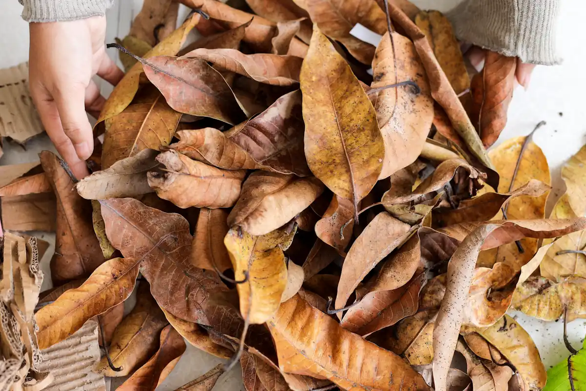 Une personne qui prend une masse végétale dans ses mains