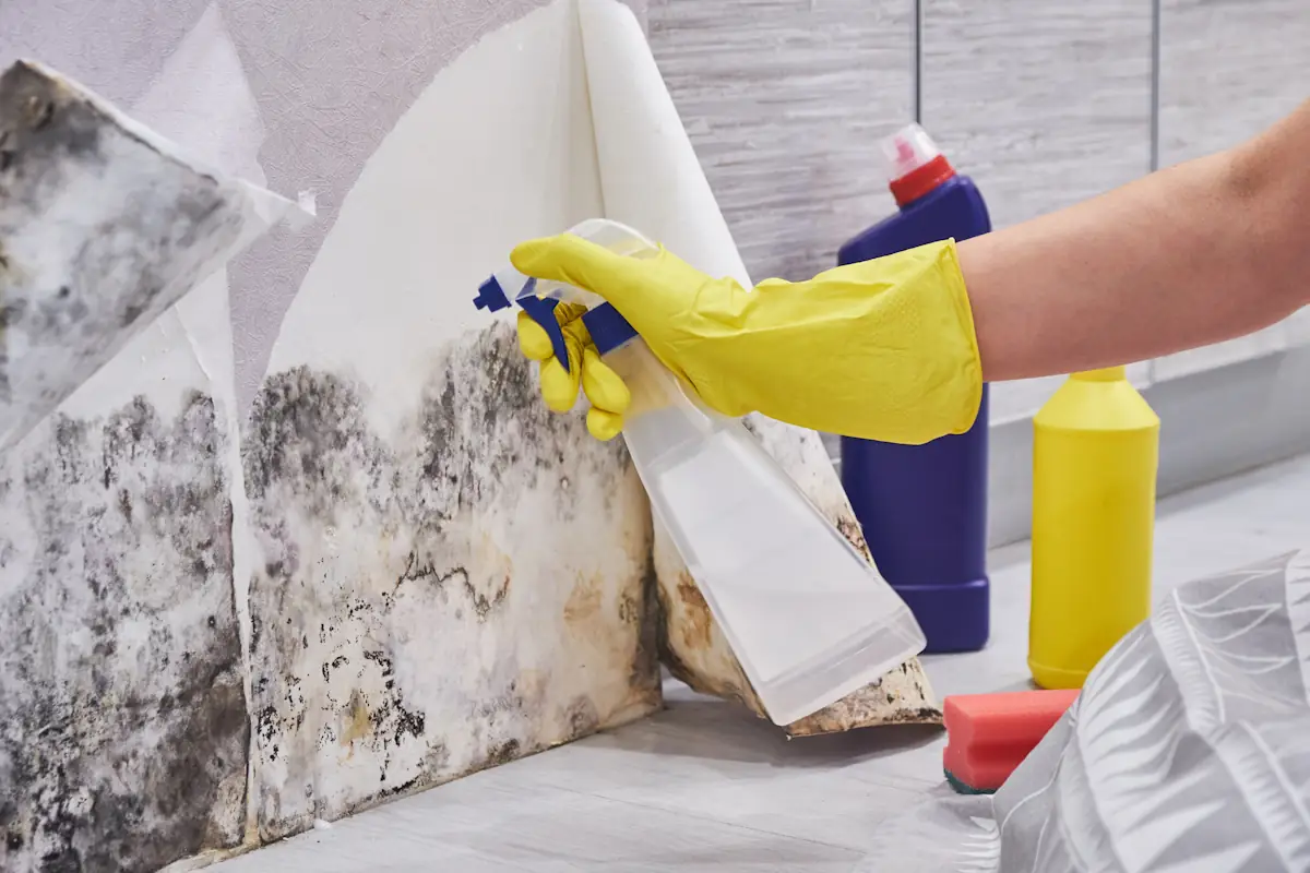 Une personne qui essaie de nettoyer des moisissures sur les murs