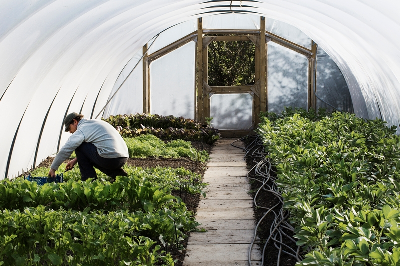 serre de jardin en été