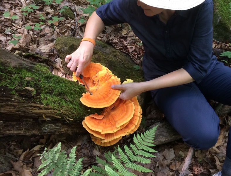 champignon orange sur bois