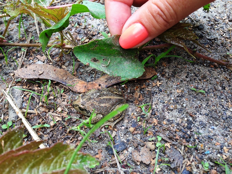 insecte dans le bois