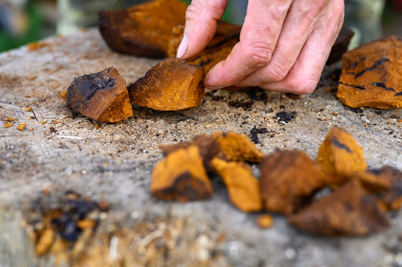 champignon orange